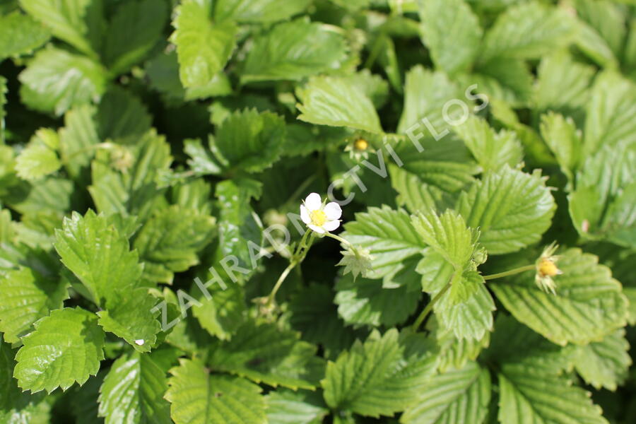 Jahodník měsíční 'Yellow Wonder' - Fragaria vesca 'Yellow Wonder'