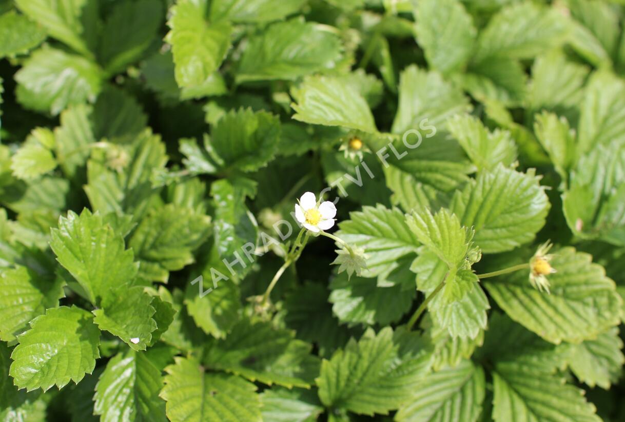 Jahodník měsíční 'Yellow Wonder' - Fragaria vesca 'Yellow Wonder'