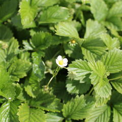 Jahodník měsíční 'Yellow Wonder' - Fragaria vesca 'Yellow Wonder'