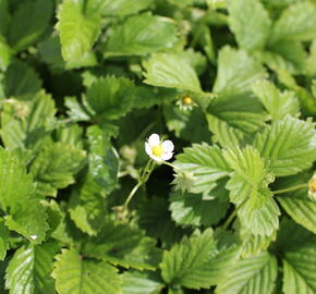 Jahodník měsíční 'Yellow Wonder' - Fragaria vesca 'Yellow Wonder'