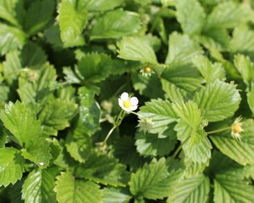 Jahodník měsíční 'Yellow Wonder'