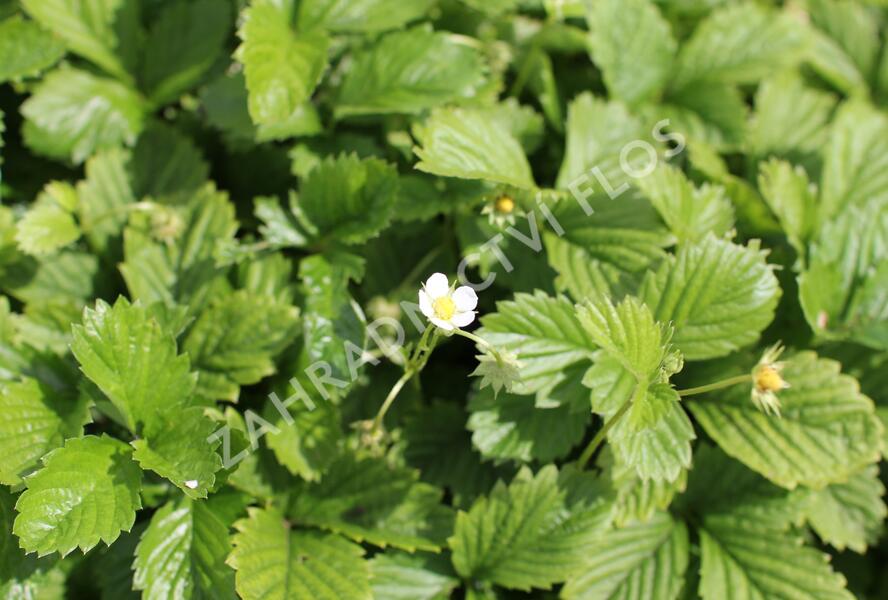 Jahodník měsíční 'Yellow Wonder' - Fragaria vesca 'Yellow Wonder'