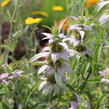 Zavinutka tečkovaná - Monarda punctata