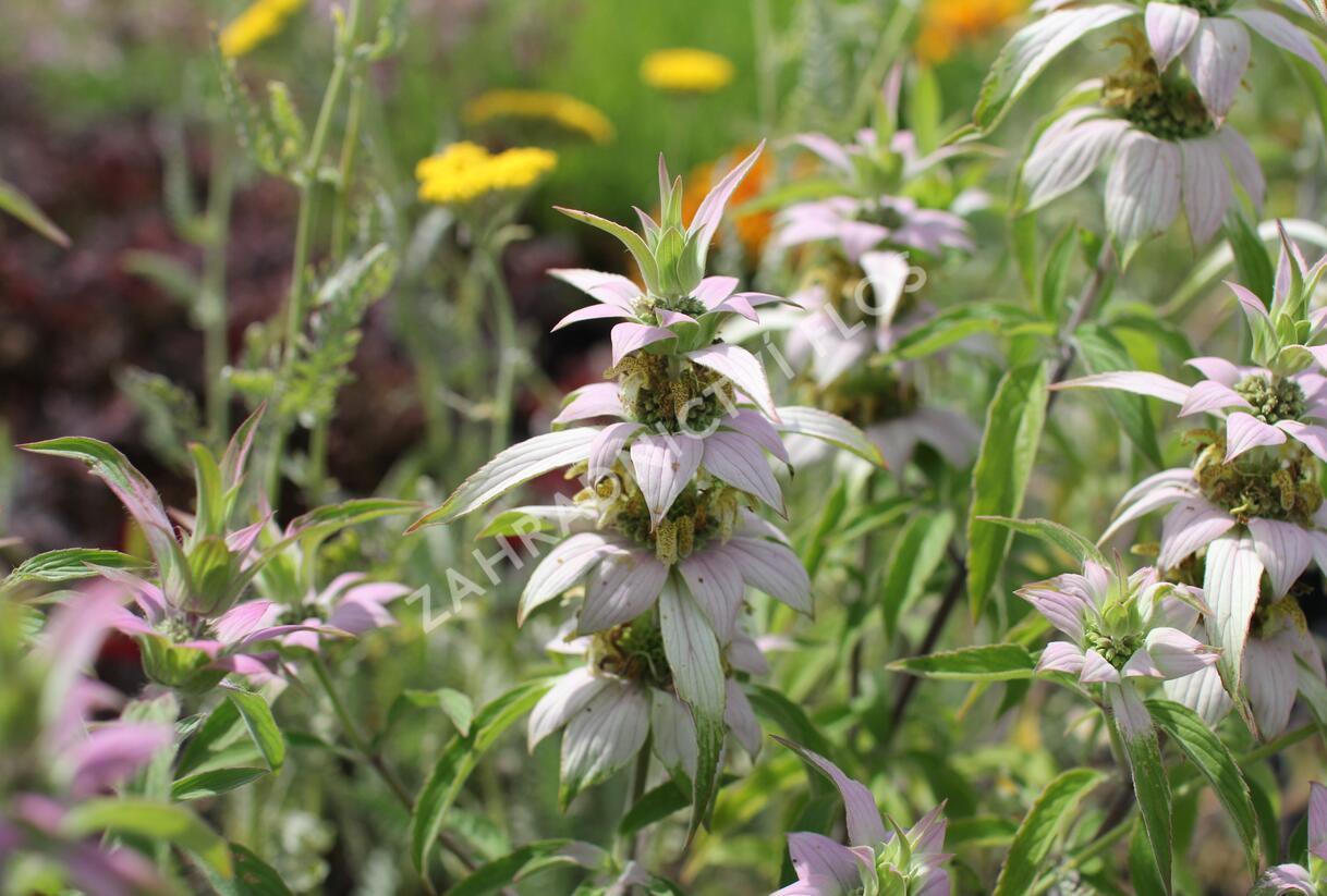 Zavinutka tečkovaná - Monarda punctata