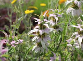 Zavinutka tečkovaná - Monarda punctata