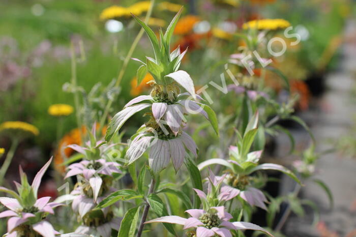 Zavinutka tečkovaná - Monarda punctata