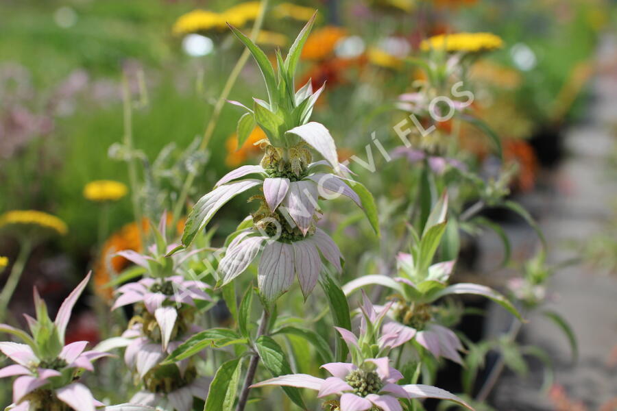 Zavinutka tečkovaná - Monarda punctata