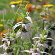 Zavinutka tečkovaná - Monarda punctata