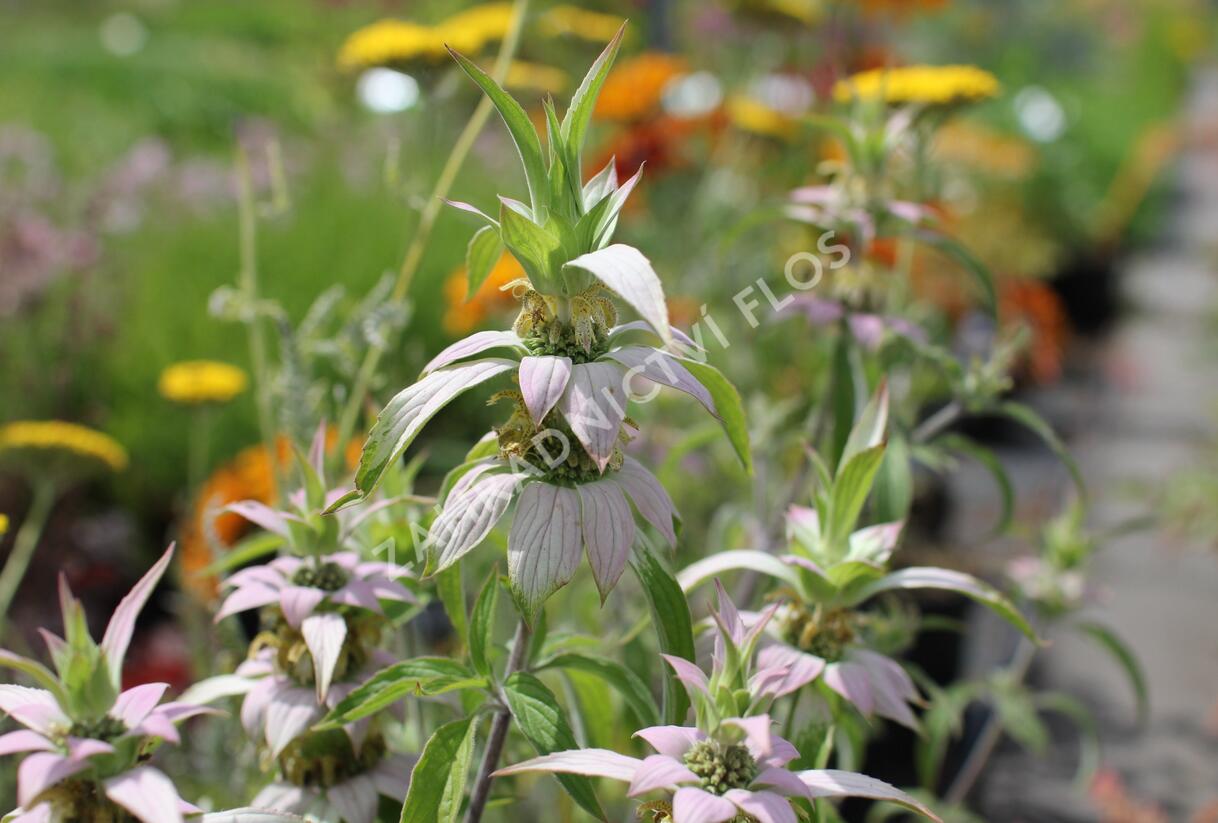 Zavinutka tečkovaná - Monarda punctata