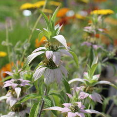 Zavinutka tečkovaná - Monarda punctata