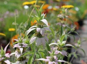 Zavinutka tečkovaná - Monarda punctata