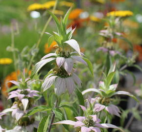 Zavinutka tečkovaná - Monarda punctata