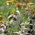 Monarda punctata_01.JPG