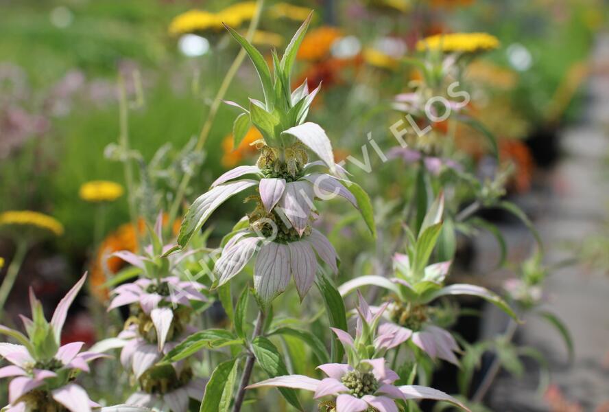 Zavinutka tečkovaná - Monarda punctata