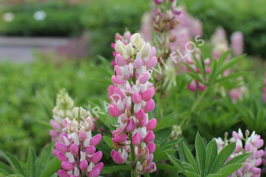 Lupina 'Lupini Pink Shades' - Lupinus polyphyllus 'Lupini Pink Shades'
