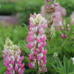 Lupina 'Lupini Pink Shades' - Lupinus polyphyllus 'Lupini Pink Shades'