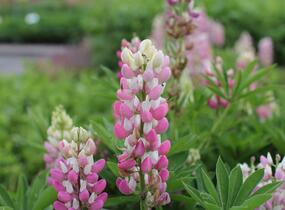 Lupina 'Lupini Pink Shades' - Lupinus polyphyllus 'Lupini Pink Shades'