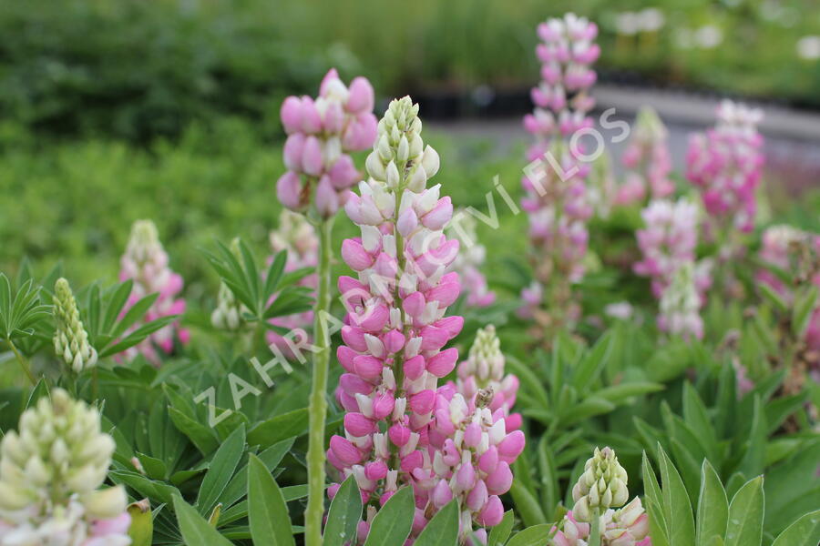 Lupina 'Lupini Pink Shades' - Lupinus polyphyllus 'Lupini Pink Shades'