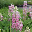 Lupina 'Lupini Pink Shades' - Lupinus polyphyllus 'Lupini Pink Shades'