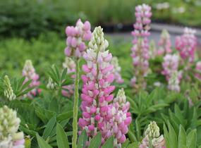Lupina 'Lupini Pink Shades' - Lupinus polyphyllus 'Lupini Pink Shades'