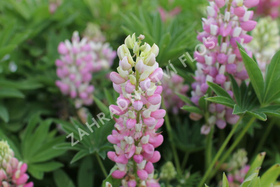 Lupina 'Lupini Pink Shades' - Lupinus polyphyllus 'Lupini Pink Shades'