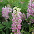 Lupina 'Lupini Pink Shades' - Lupinus polyphyllus 'Lupini Pink Shades'