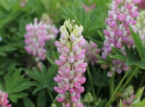 Lupina 'Lupini Pink Shades' - Lupinus polyphyllus 'Lupini Pink Shades'
