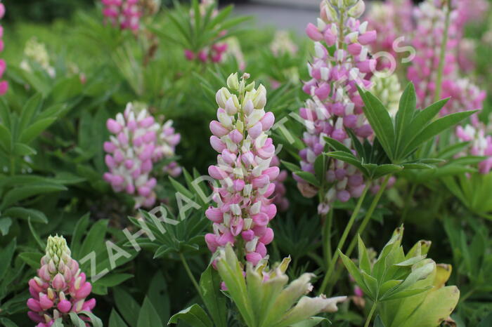 Lupina 'Lupini Pink Shades' - Lupinus polyphyllus 'Lupini Pink Shades'