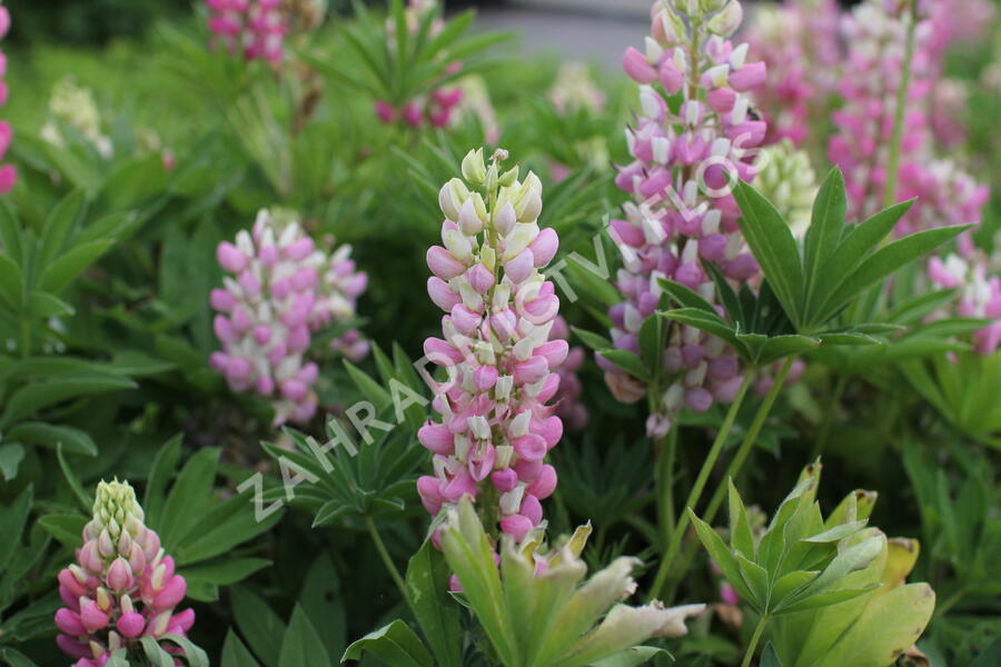 Lupina 'Lupini Pink Shades' - Lupinus polyphyllus 'Lupini Pink Shades'