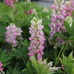 Lupina 'Lupini Pink Shades' - Lupinus polyphyllus 'Lupini Pink Shades'