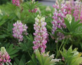 Lupina 'Lupini Pink Shades'