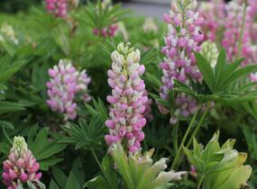 Lupina 'Lupini Pink Shades' - Lupinus polyphyllus 'Lupini Pink Shades'