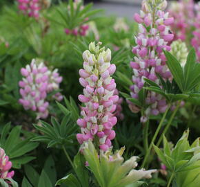 Lupina 'Lupini Pink Shades' - Lupinus polyphyllus 'Lupini Pink Shades'