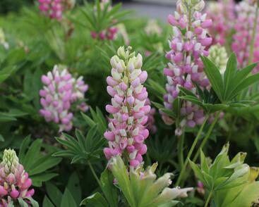 Lupina 'Lupini Pink Shades'