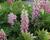 Lupina 'Lupini Pink Shades'