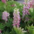 Lupinus polyphyllus 'Lupini Pink Shades'.JPG