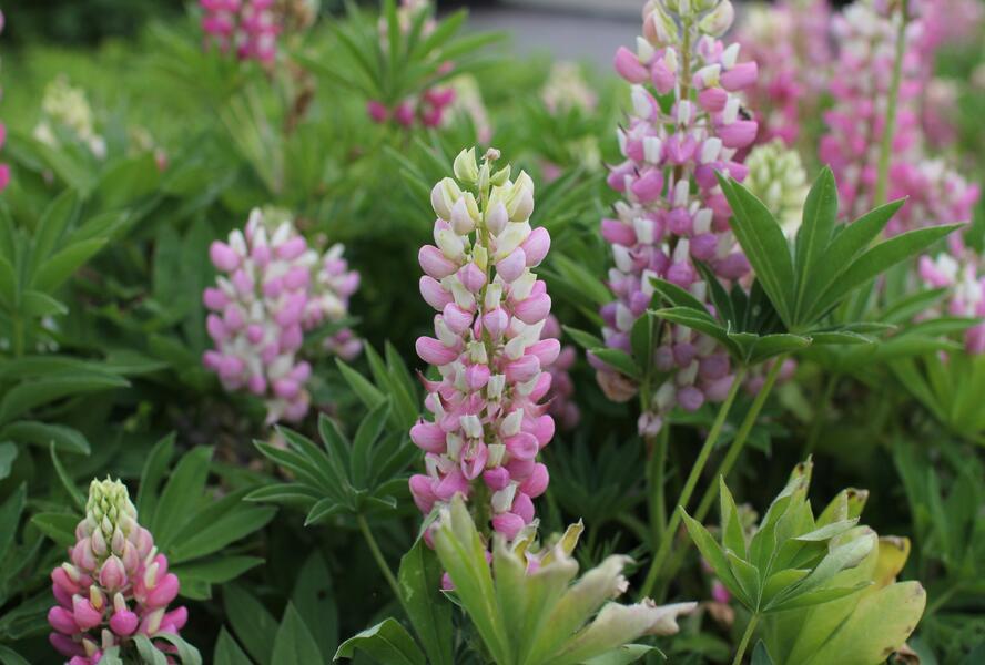 Lupina 'Lupini Pink Shades' - Lupinus polyphyllus 'Lupini Pink Shades'