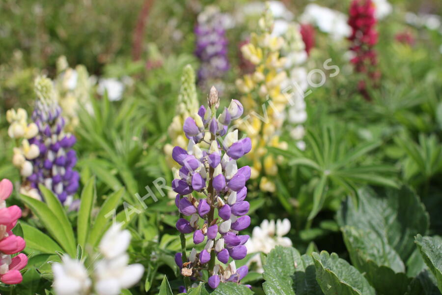 Lupina mnoholistá 'Lupini Mix' - Lupinus polyphyllus 'Lupini Mix'
