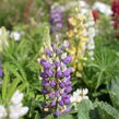 Lupina mnoholistá 'Lupini Mix' - Lupinus polyphyllus 'Lupini Mix'