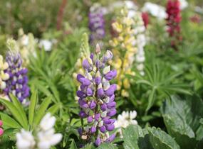 Lupina mnoholistá 'Lupini Mix' - Lupinus polyphyllus 'Lupini Mix'