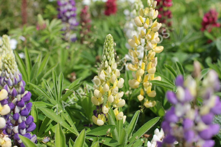 Lupina mnoholistá 'Lupini Mix' - Lupinus polyphyllus 'Lupini Mix'
