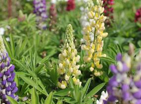 Lupina mnoholistá 'Lupini Mix' - Lupinus polyphyllus 'Lupini Mix'