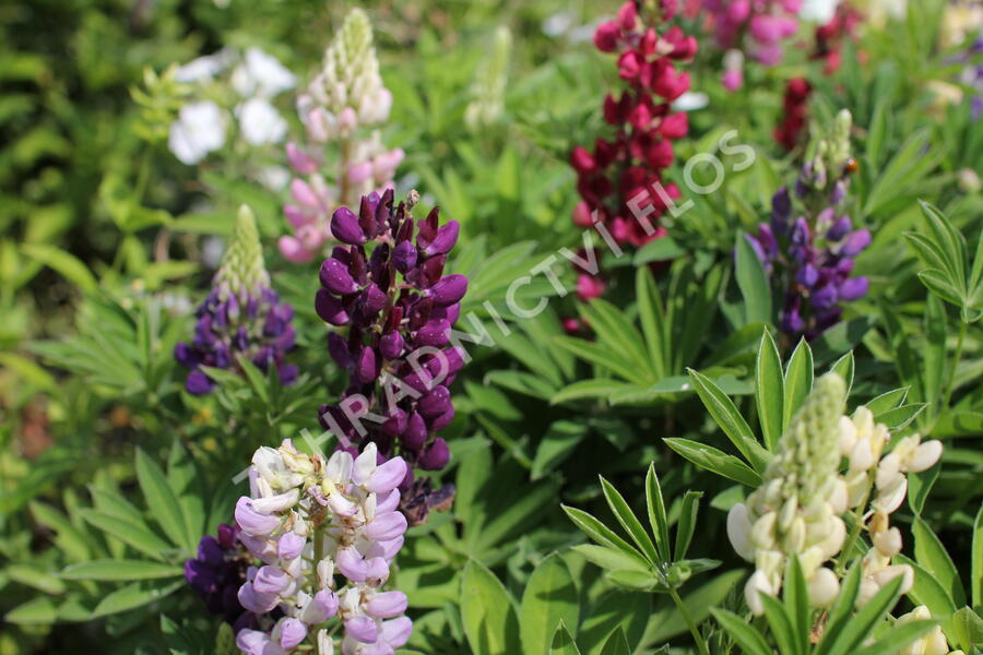 Lupina mnoholistá 'Lupini Mix' - Lupinus polyphyllus 'Lupini Mix'