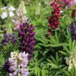 Lupina mnoholistá 'Lupini Mix' - Lupinus polyphyllus 'Lupini Mix'