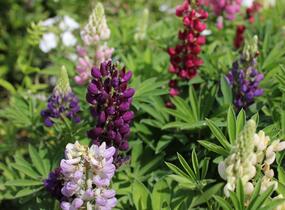 Lupina mnoholistá 'Lupini Mix' - Lupinus polyphyllus 'Lupini Mix'