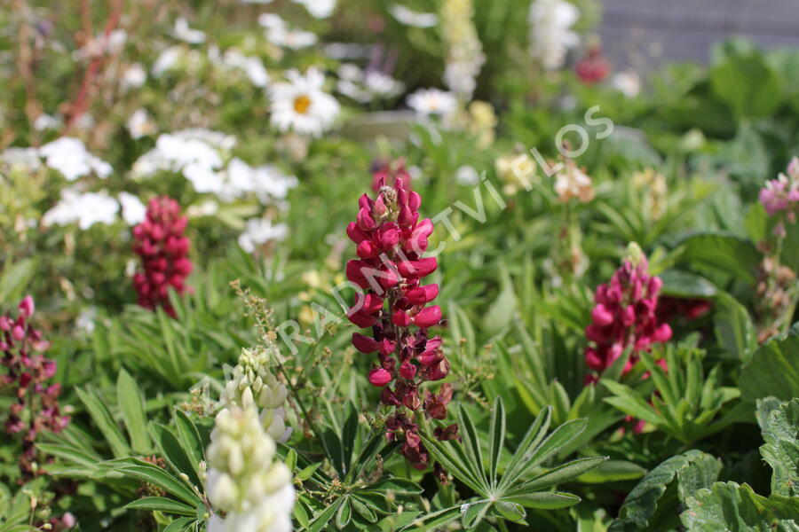 Lupina mnoholistá 'Lupini Mix' - Lupinus polyphyllus 'Lupini Mix'
