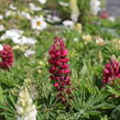 Lupina mnoholistá 'Lupini Mix' - Lupinus polyphyllus 'Lupini Mix'