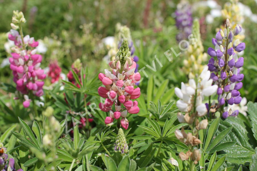 Lupina mnoholistá 'Lupini Mix' - Lupinus polyphyllus 'Lupini Mix'