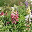 Lupina mnoholistá 'Lupini Mix' - Lupinus polyphyllus 'Lupini Mix'