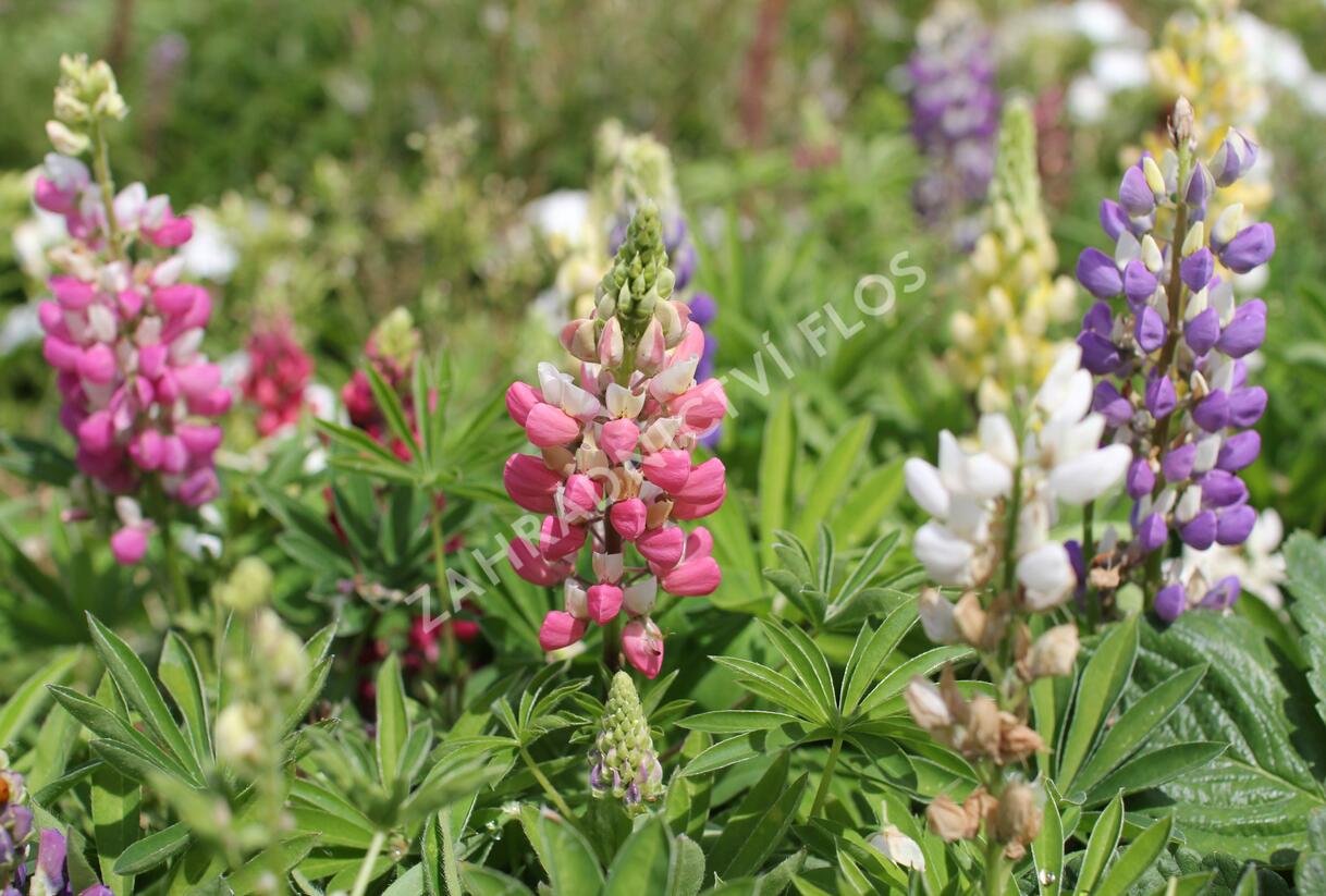 Lupina mnoholistá 'Lupini Mix' - Lupinus polyphyllus 'Lupini Mix'